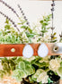 Milk drop earrings